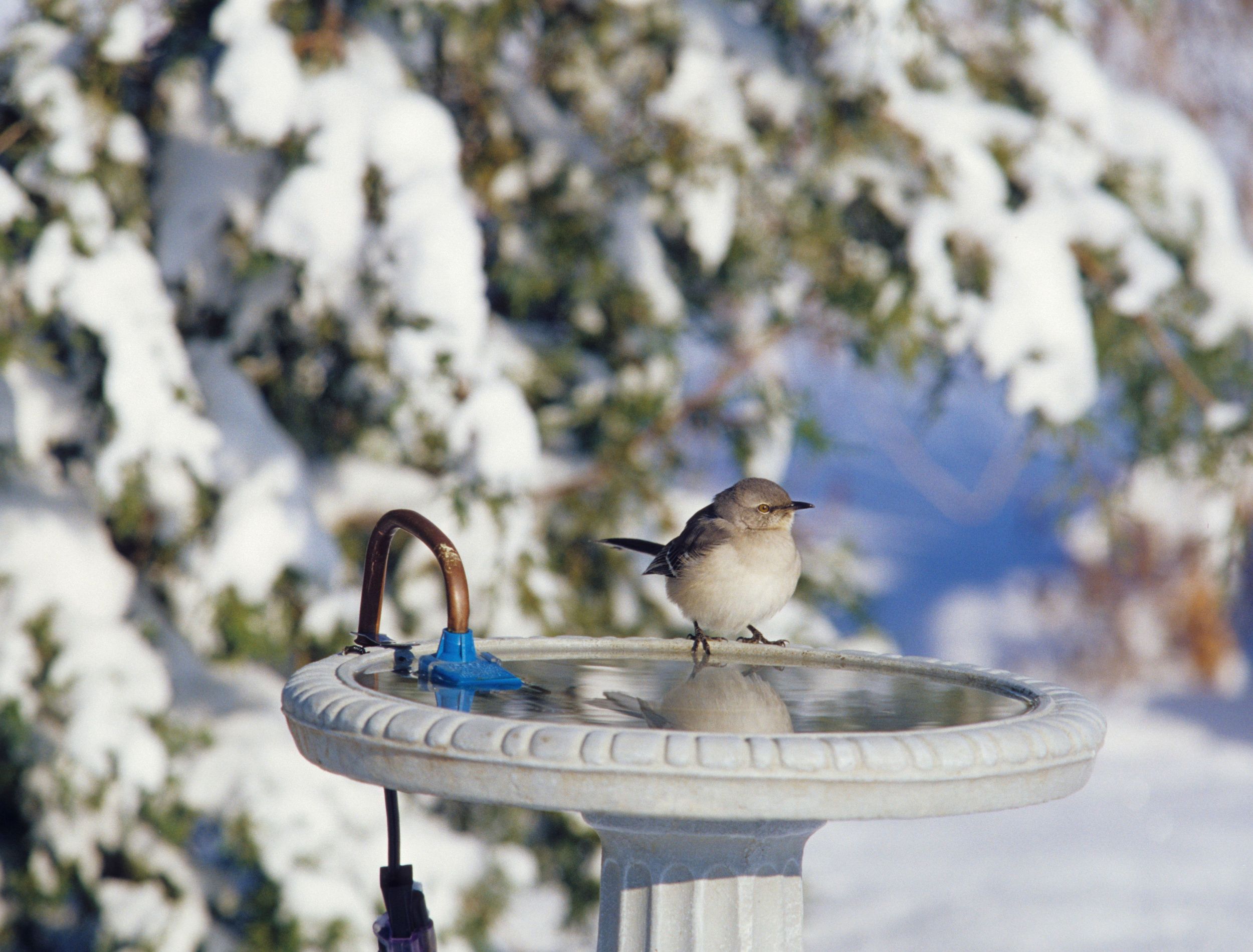 Guide to Caring For Your Bird Bath in Winter