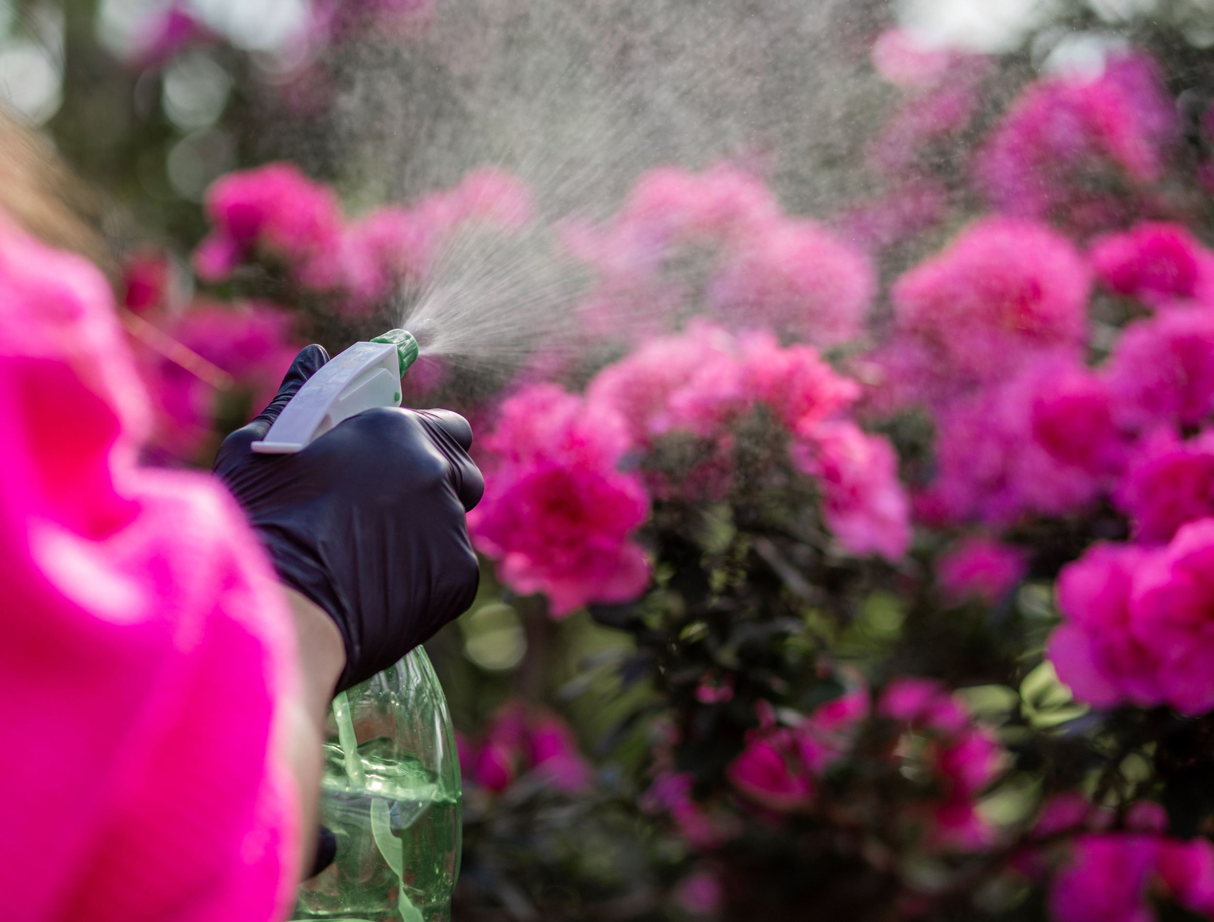 blooming azaleas 