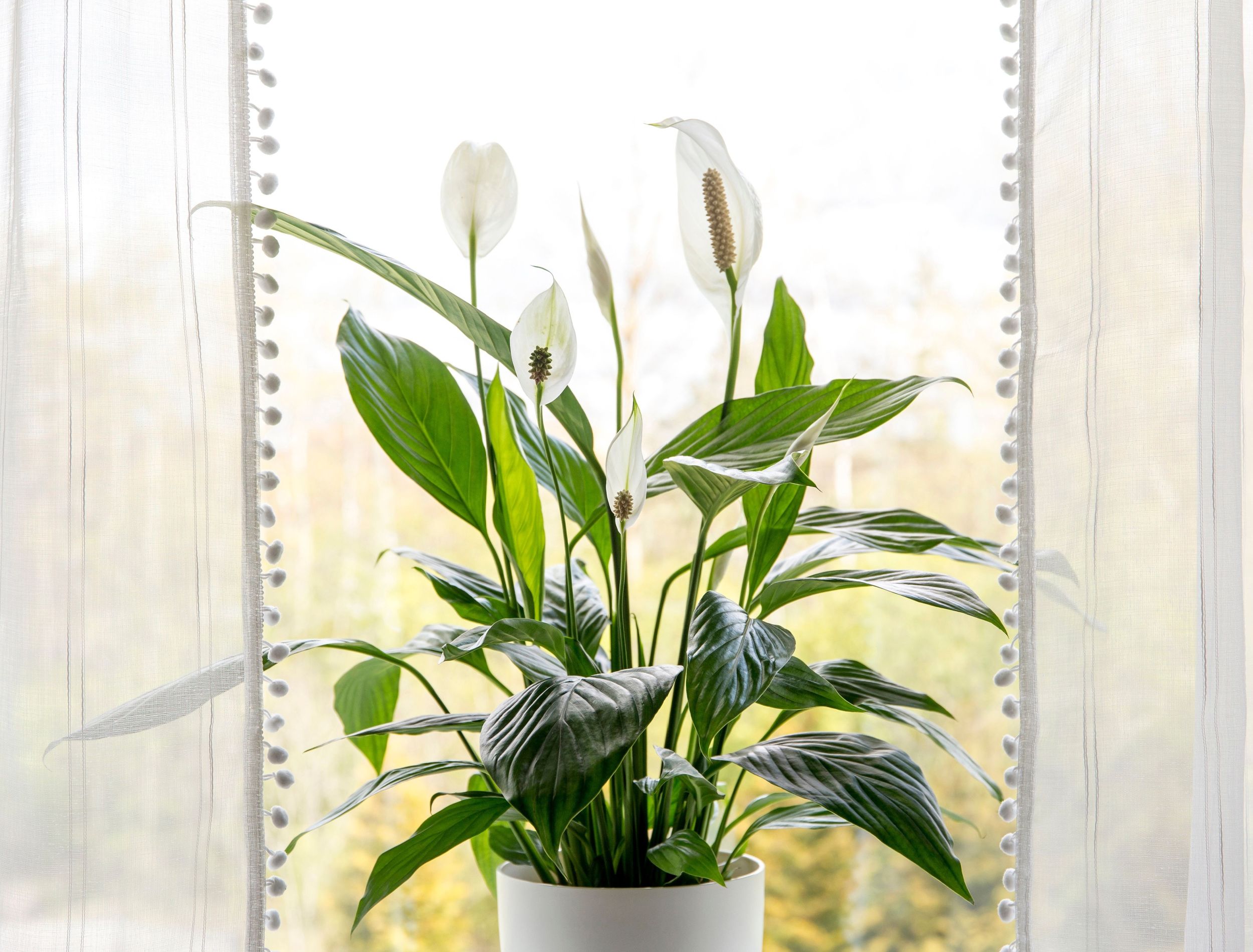 blooming peace lily