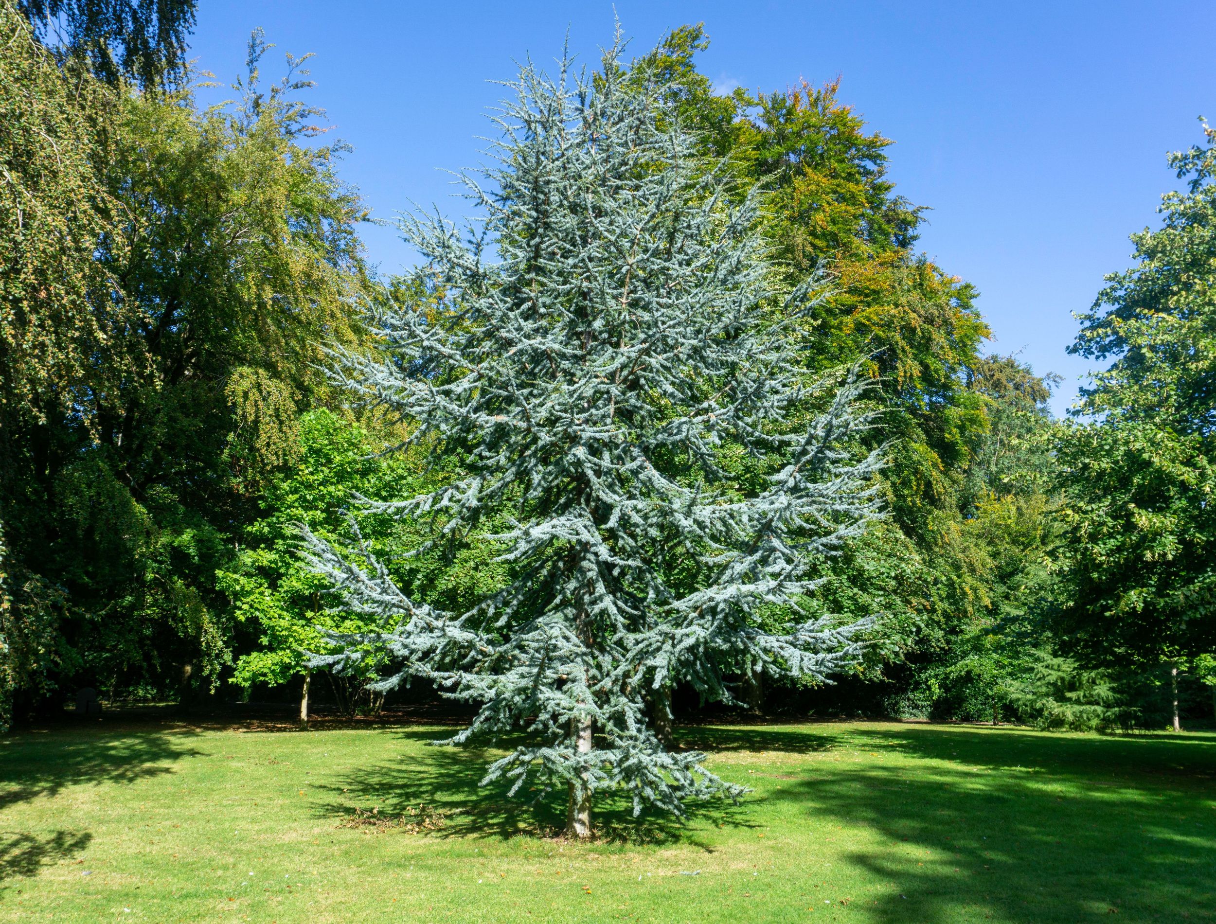 Learn How To Grow the Blue Atlas Cedar Tree