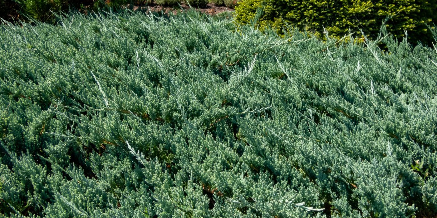 Discover 7 Captivating Creeping Juniper Varieties