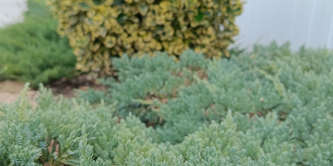 Discover 7 Captivating Creeping Juniper Varieties
