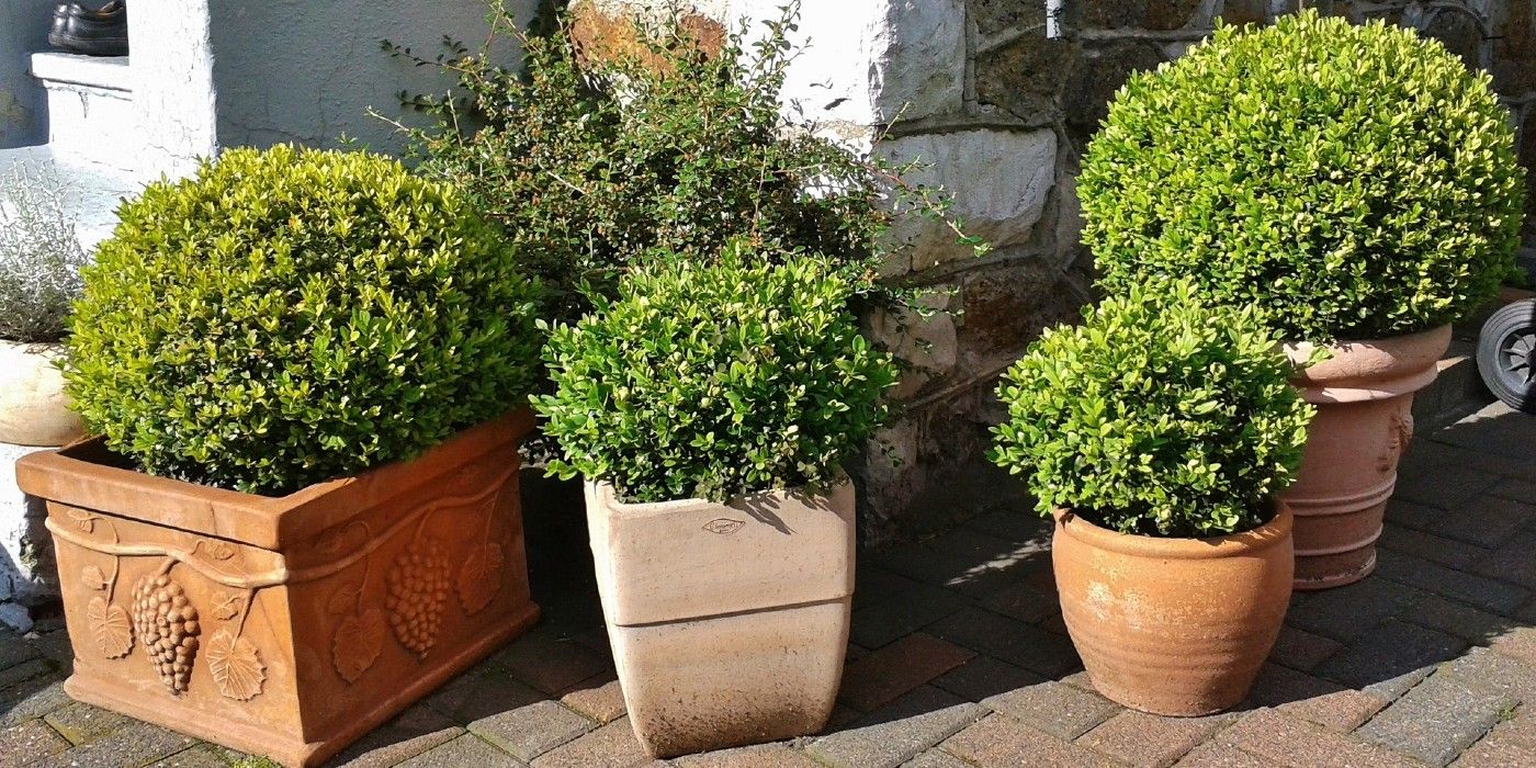 boxwoods in pots on a patio