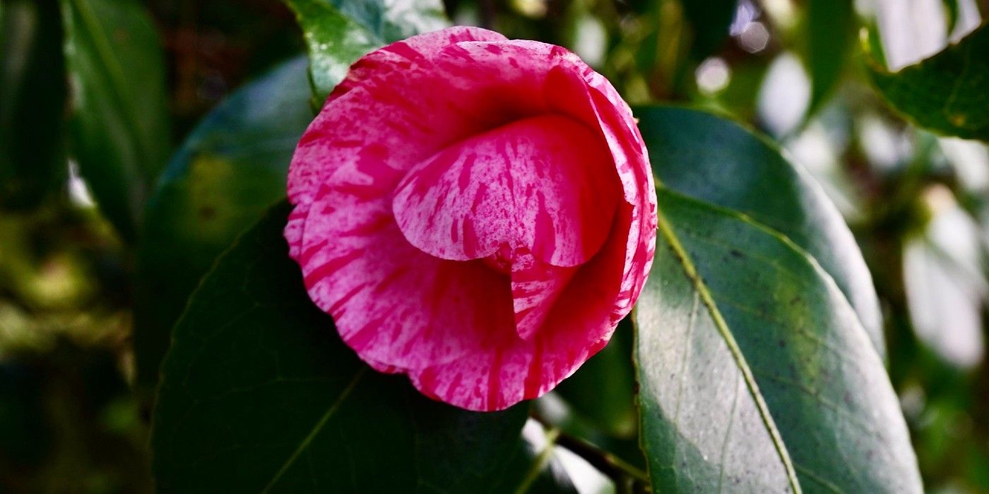 Fragrant Evergreen Shrubs To Make Your Landscape Smell Amazing