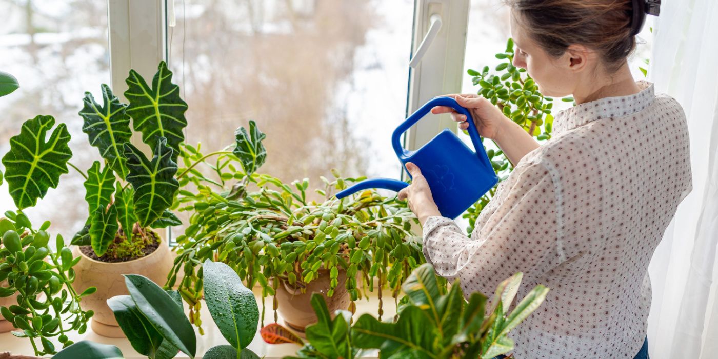 How to Fertilize Christmas Cactus Properly