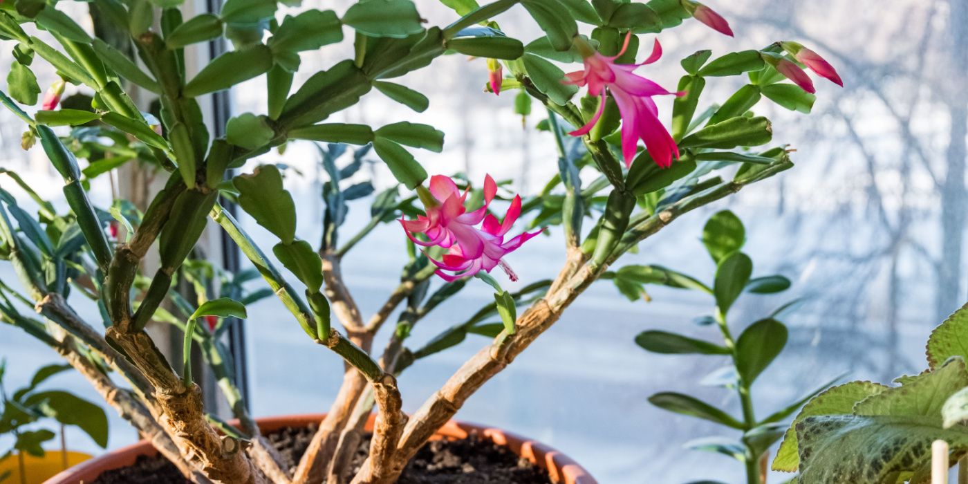How Often To Water Christmas Cactus Plants Seasonal Tips