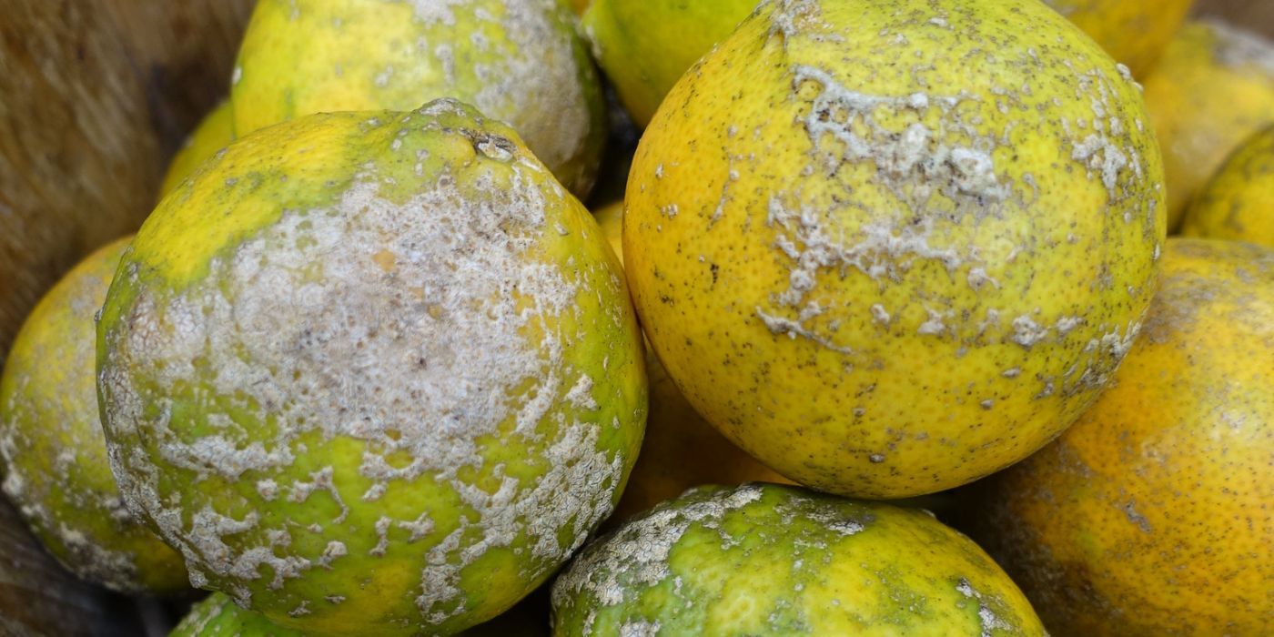 4 Common Lemon Tree Diseases to Watch for