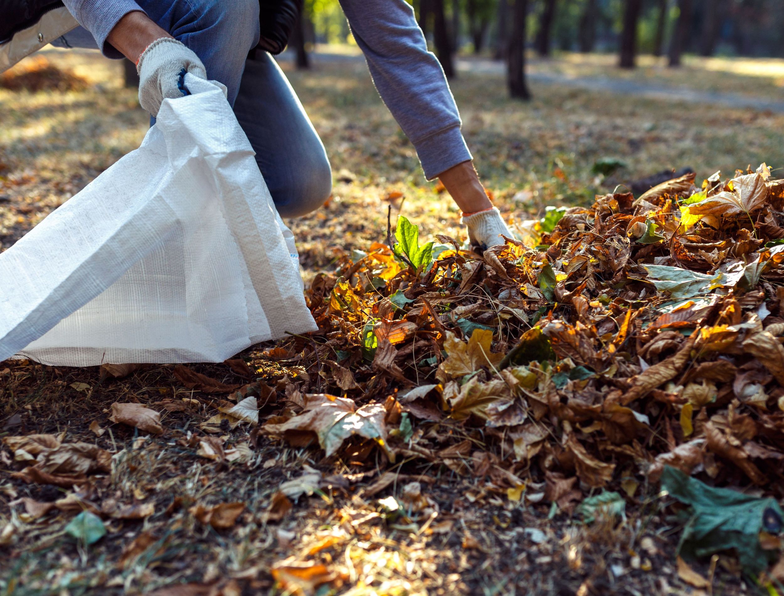 Make Your Own Leaf Mold