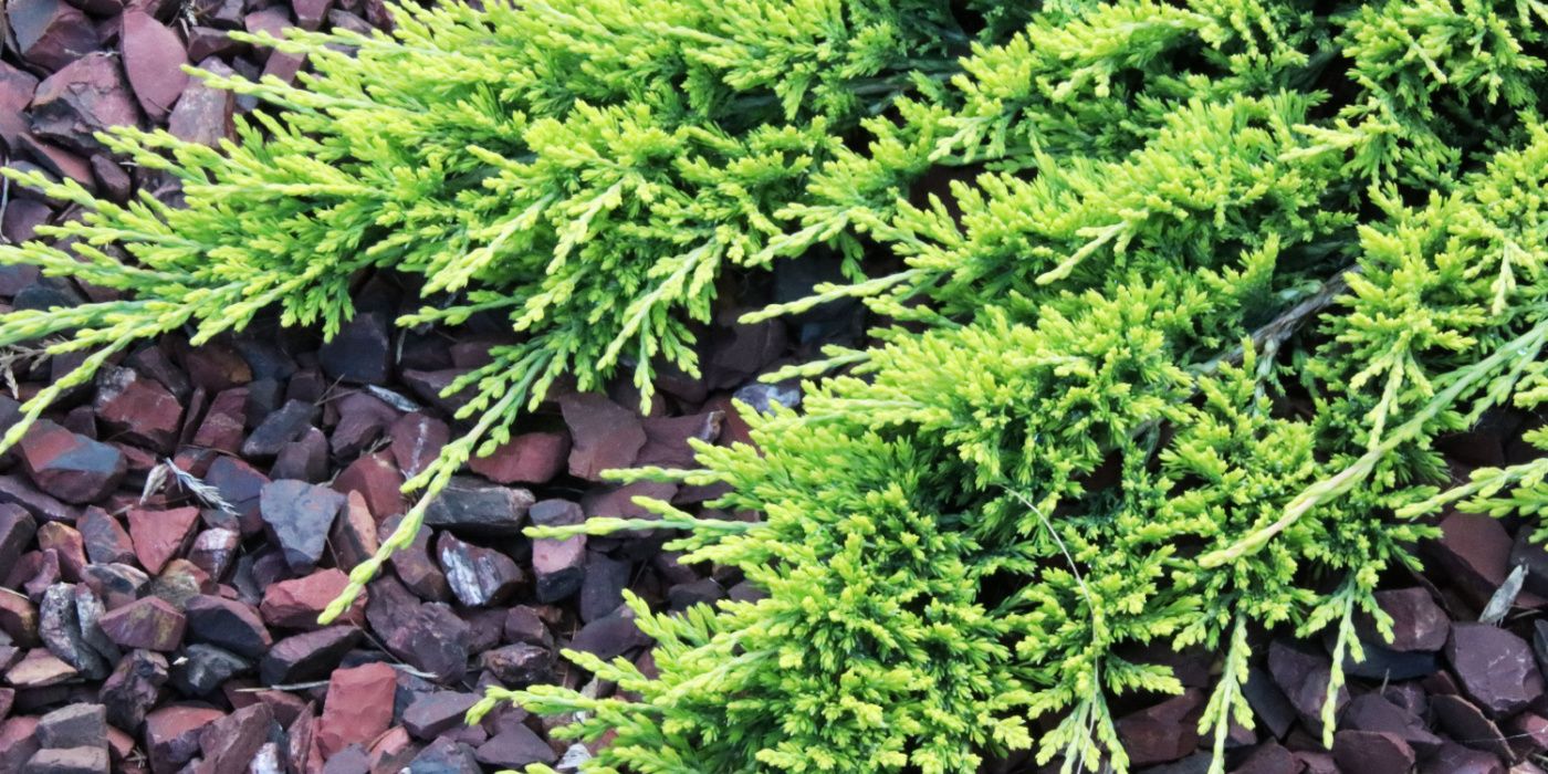 Discover 7 Captivating Creeping Juniper Varieties