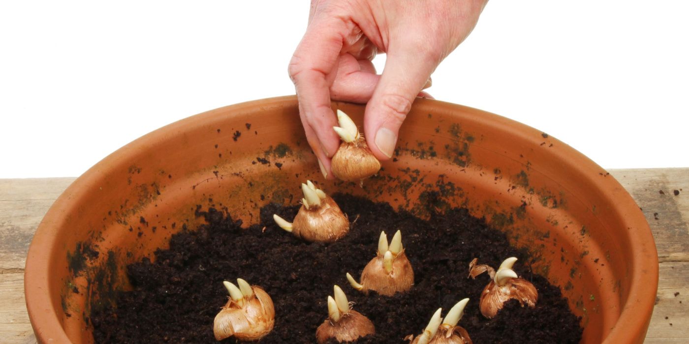 Top 6 Indoor Bulbs for Your Container Garden