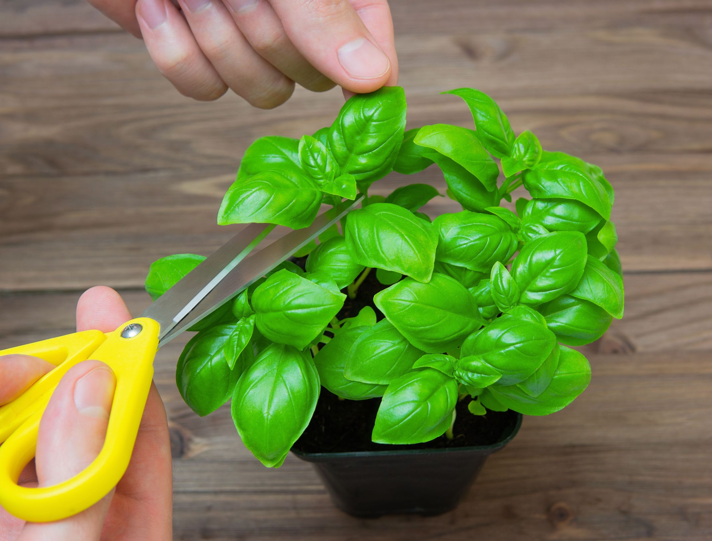 How to Propagate Basil From Cuttings: 5 Easy to Follow Steps