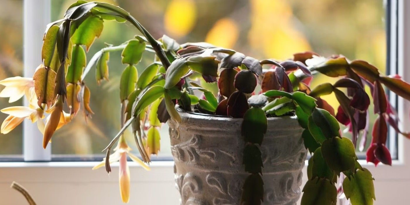 7 Reasons Your Christmas Cactus Looks Limp And How to Fix It