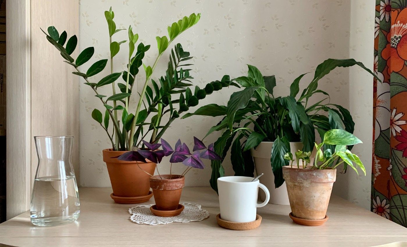 Why Peace Lilies are Toxic to Cats and Dogs