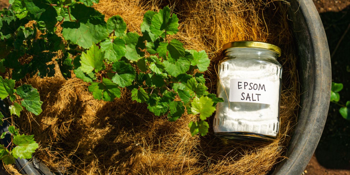 8 Plants To Avoid Adding Epsom Salt To