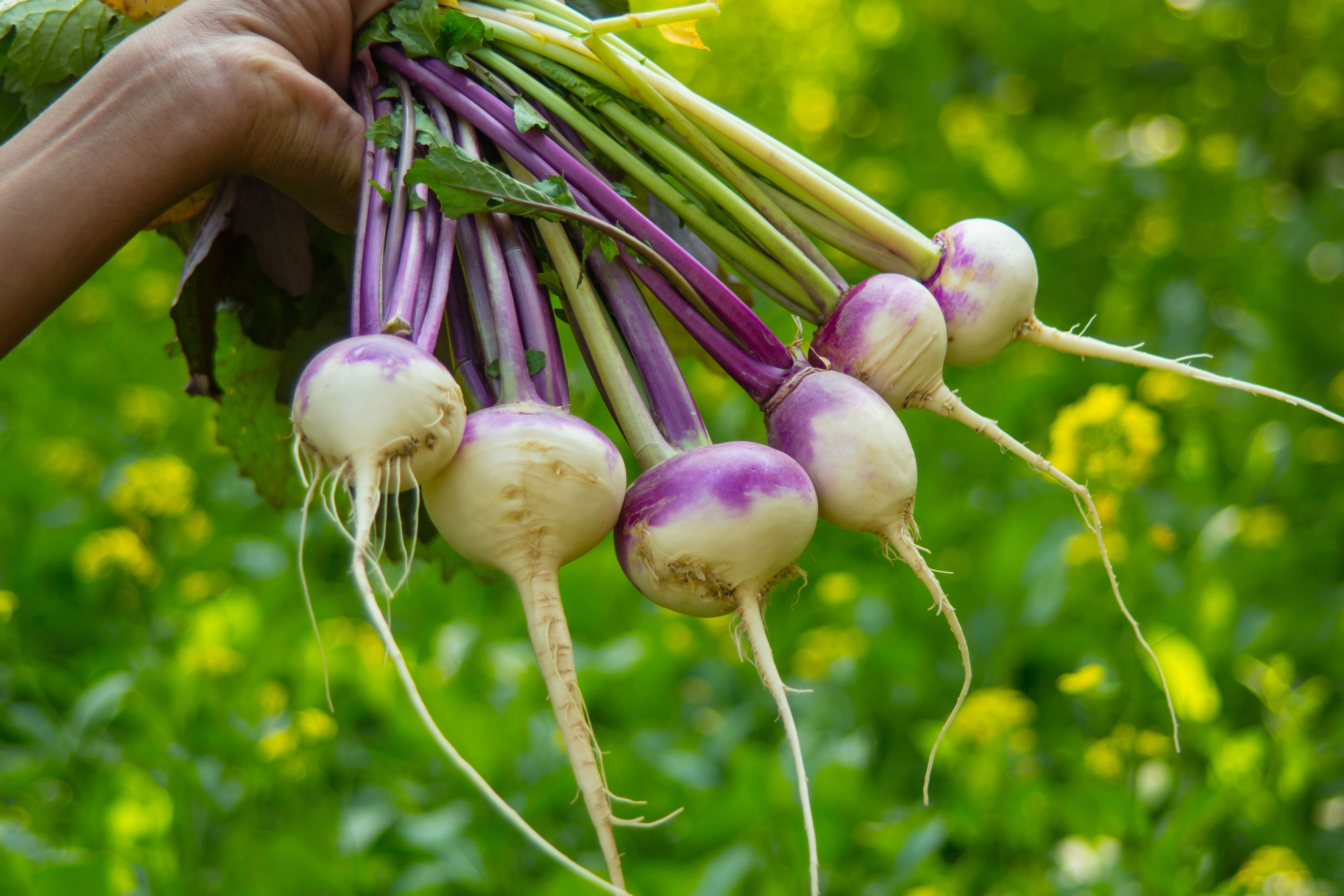 Female hand holding young turnips
