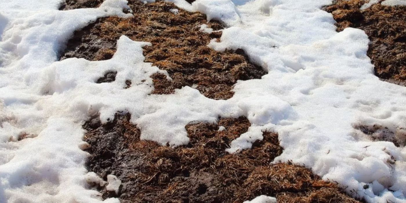 Fertilizer as snow melt-1