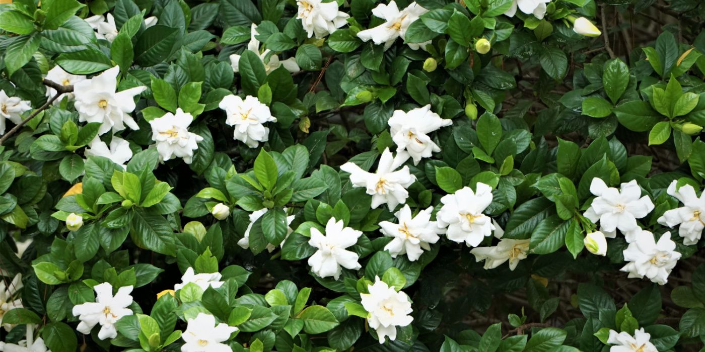 Fragrant Evergreen Shrubs To Make Your Landscape Smell Amazing