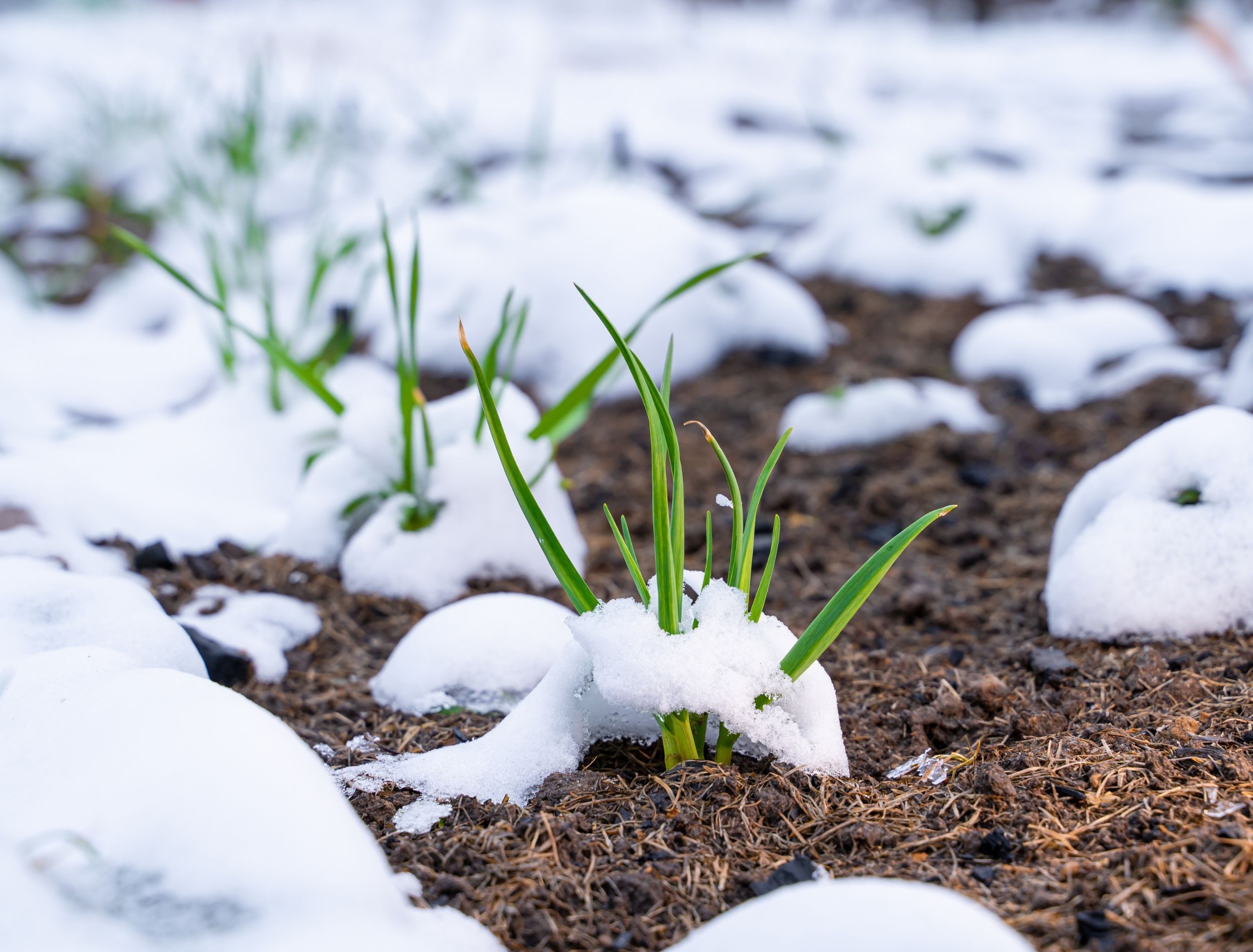 5 of the Best Vegetables to Sow in December