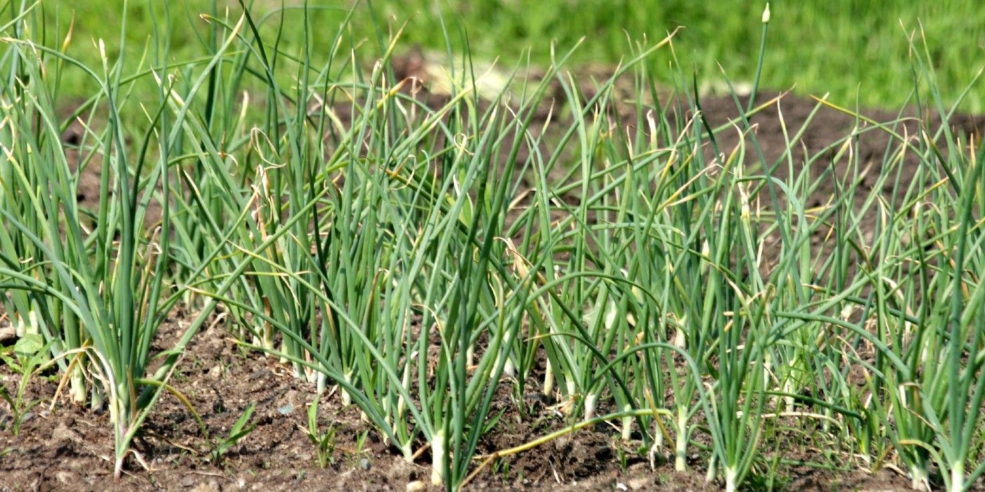 garlic in a garden