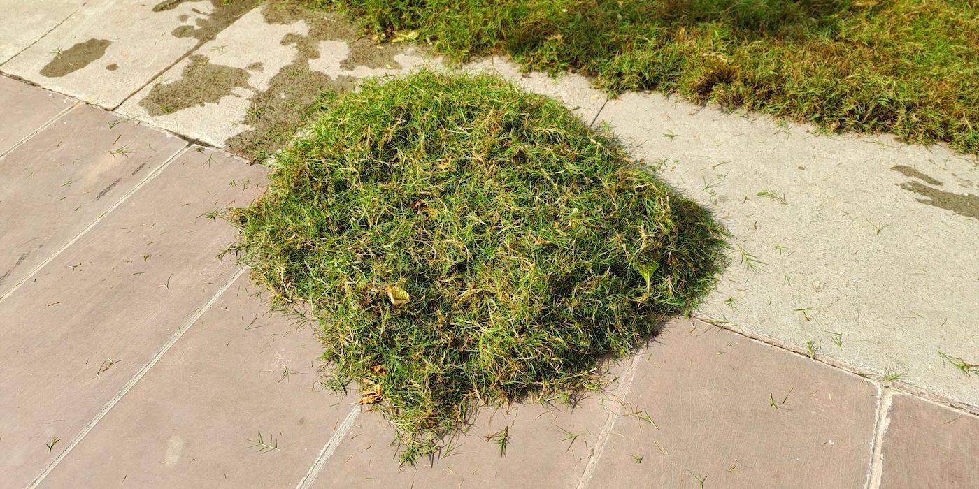 Grass clippings on the concrete floor