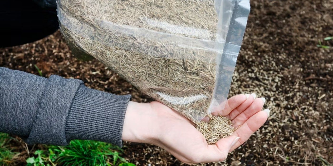 Grow Grass Seed in Winter With This Guide