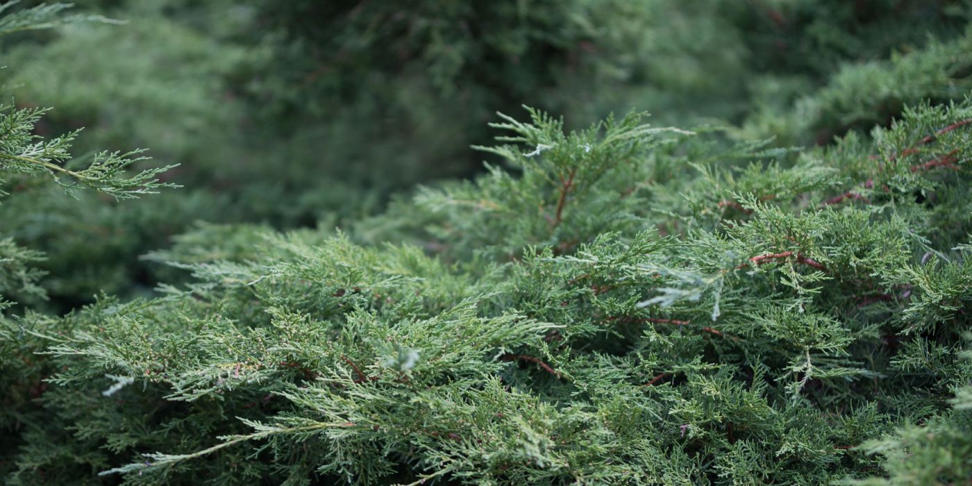 Discover 7 Captivating Creeping Juniper Varieties