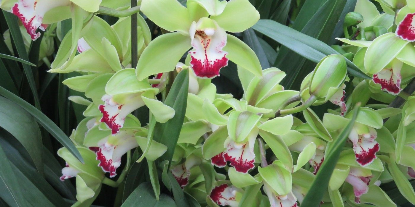 From Bonsai Bonanzas to Orchid Opulence Explore the Most Expensive