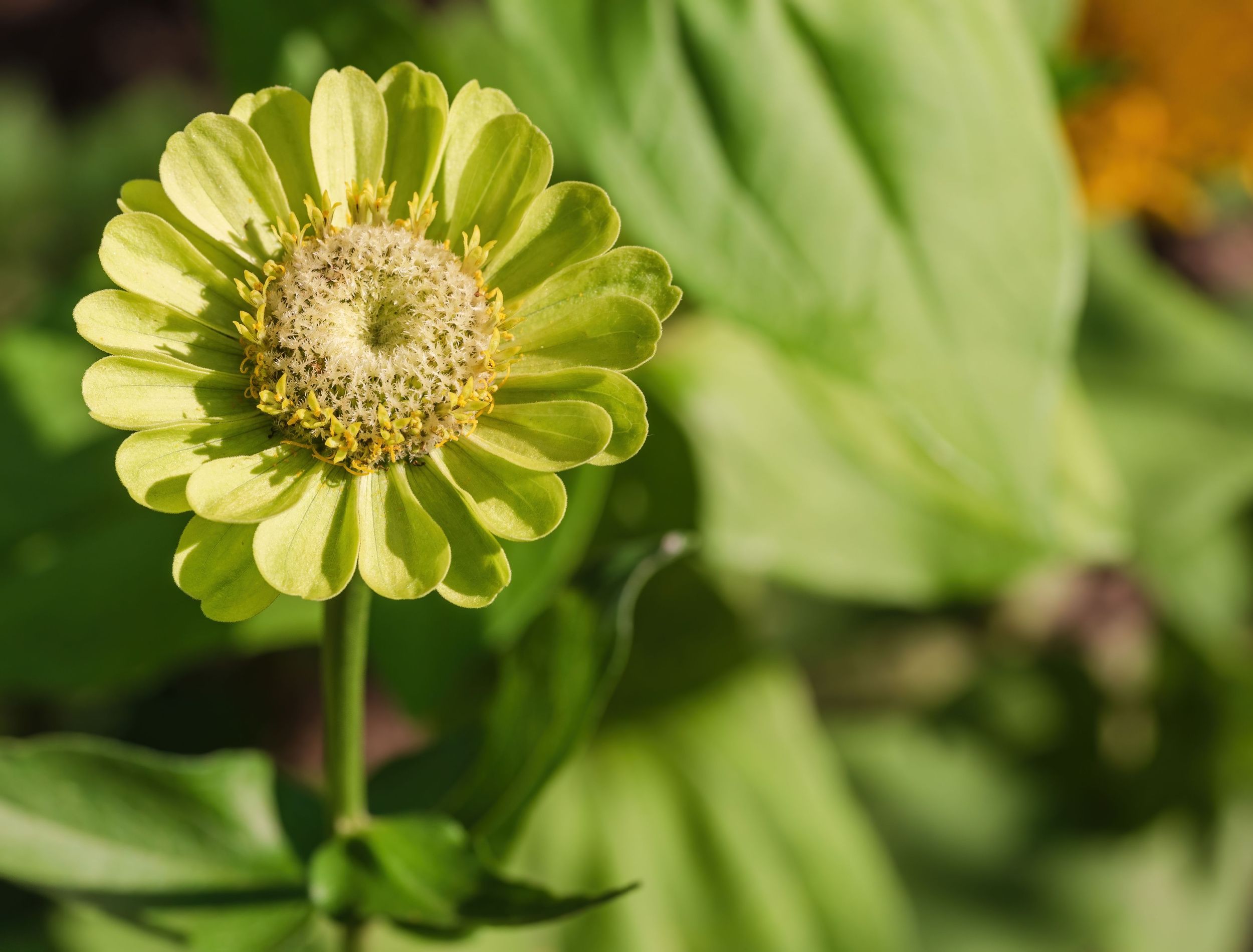 Add These Gorgeous Green Flowers to Your Garden