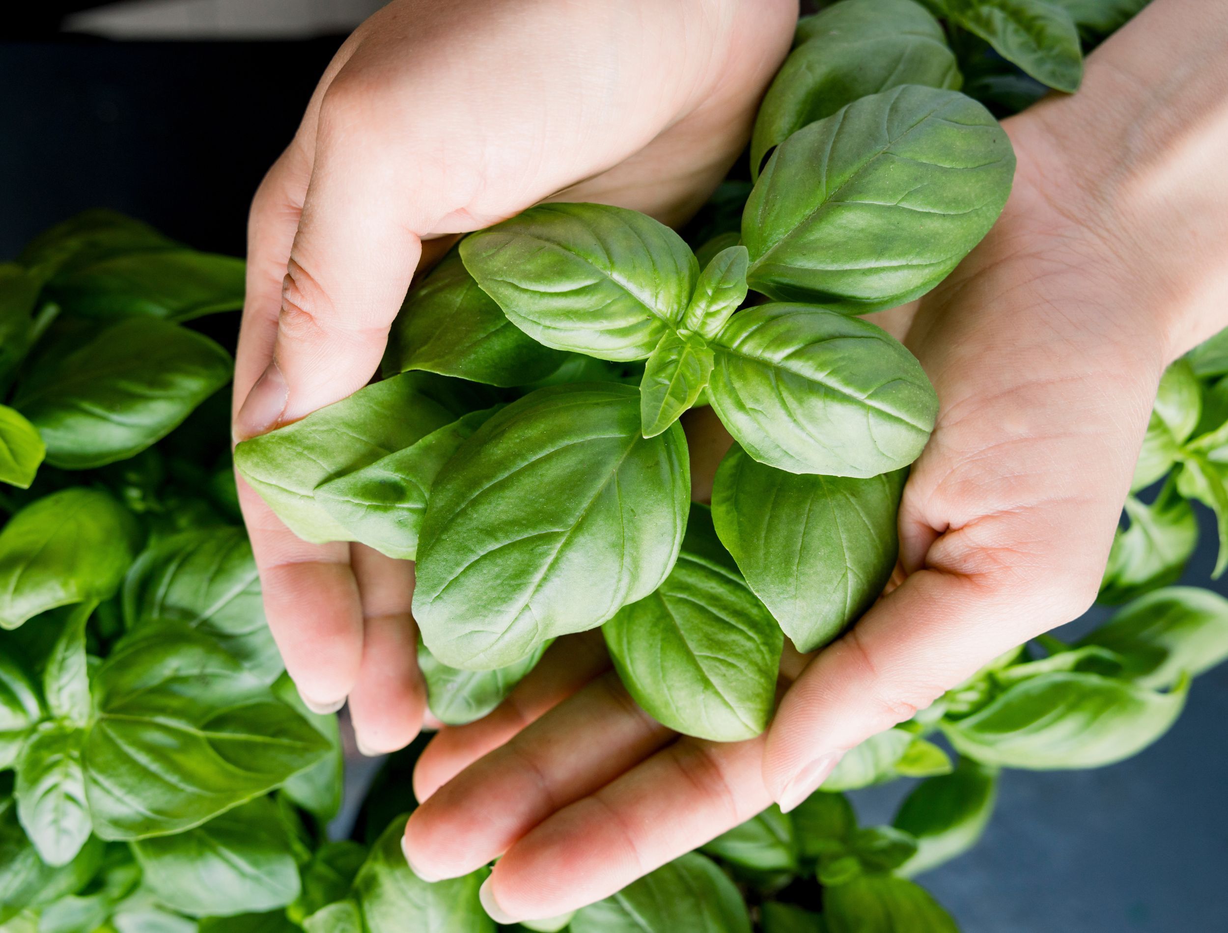 Hands holding fresh basil leaves from an herb garden