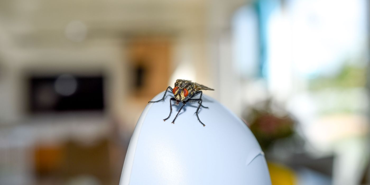 Use Natural Repellents to Get Rid of Houseflies For Good