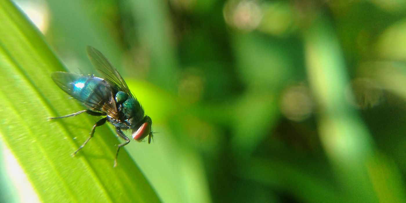 Get Rid of Houseflies for Good With Natural Repellents and Traps