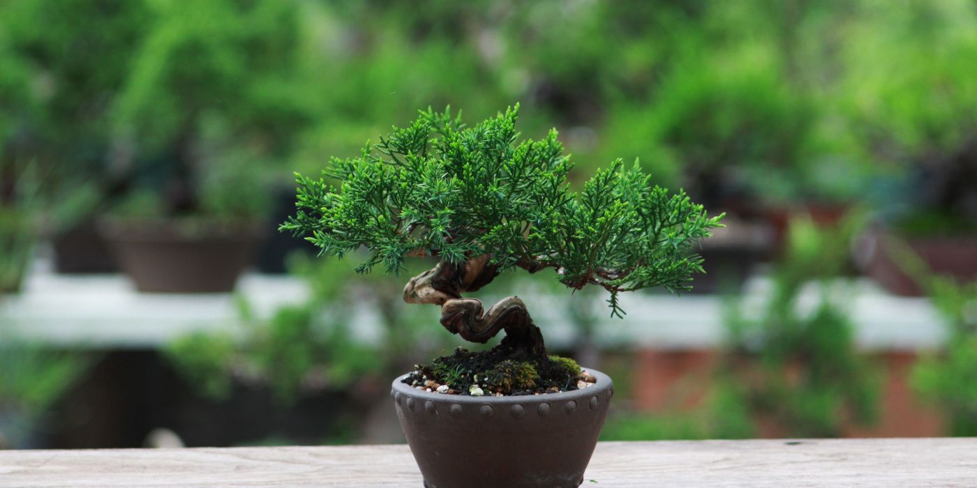 japanese juniper bonsai