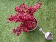 Choose The Best Japanese Maple Fertilizer For Healthy Growth Choose The Best Japanese Maple Fertilizer For Healthy Growth