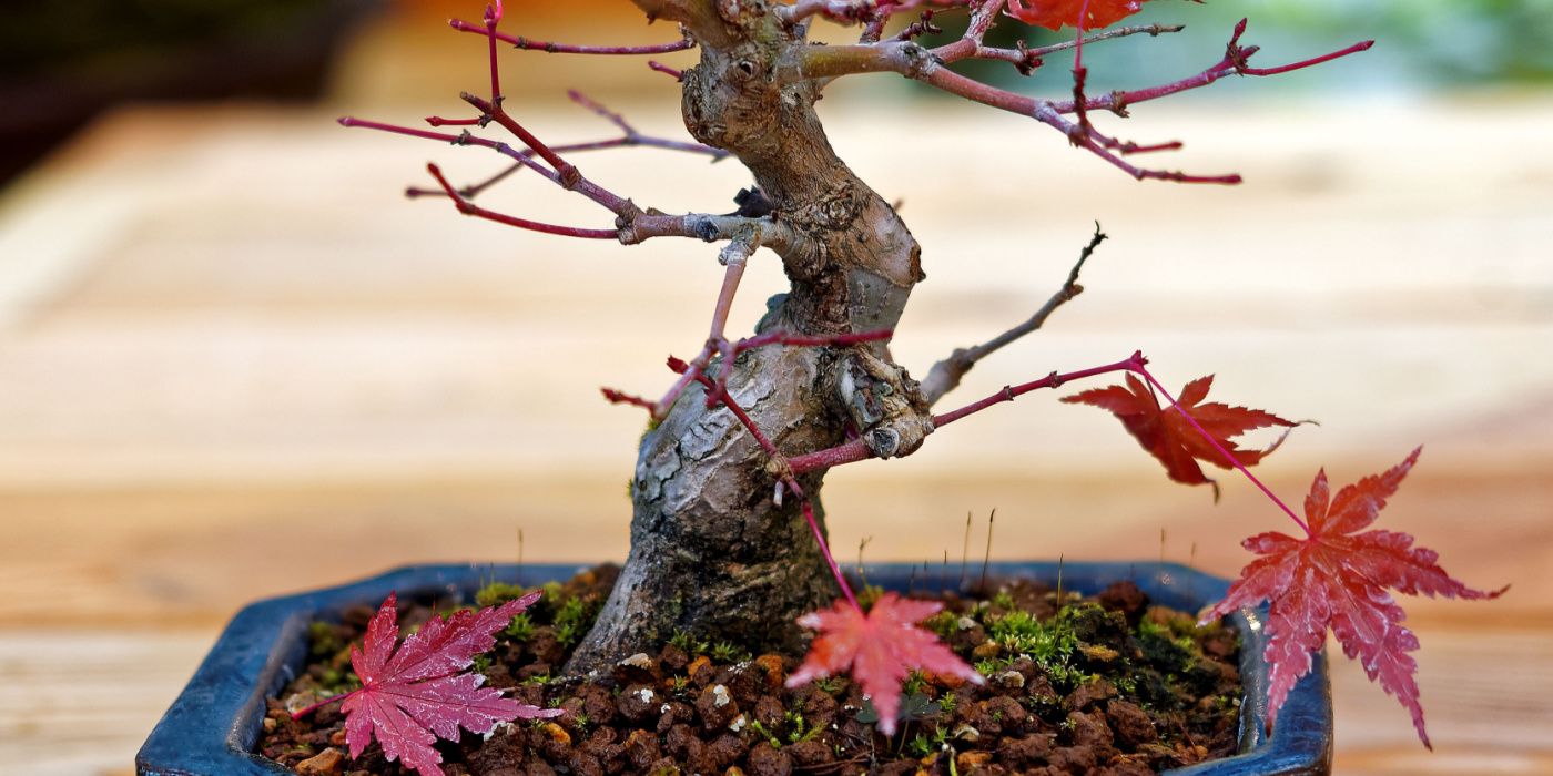 Growing Guide for Japanese Maple Bonsai Trees