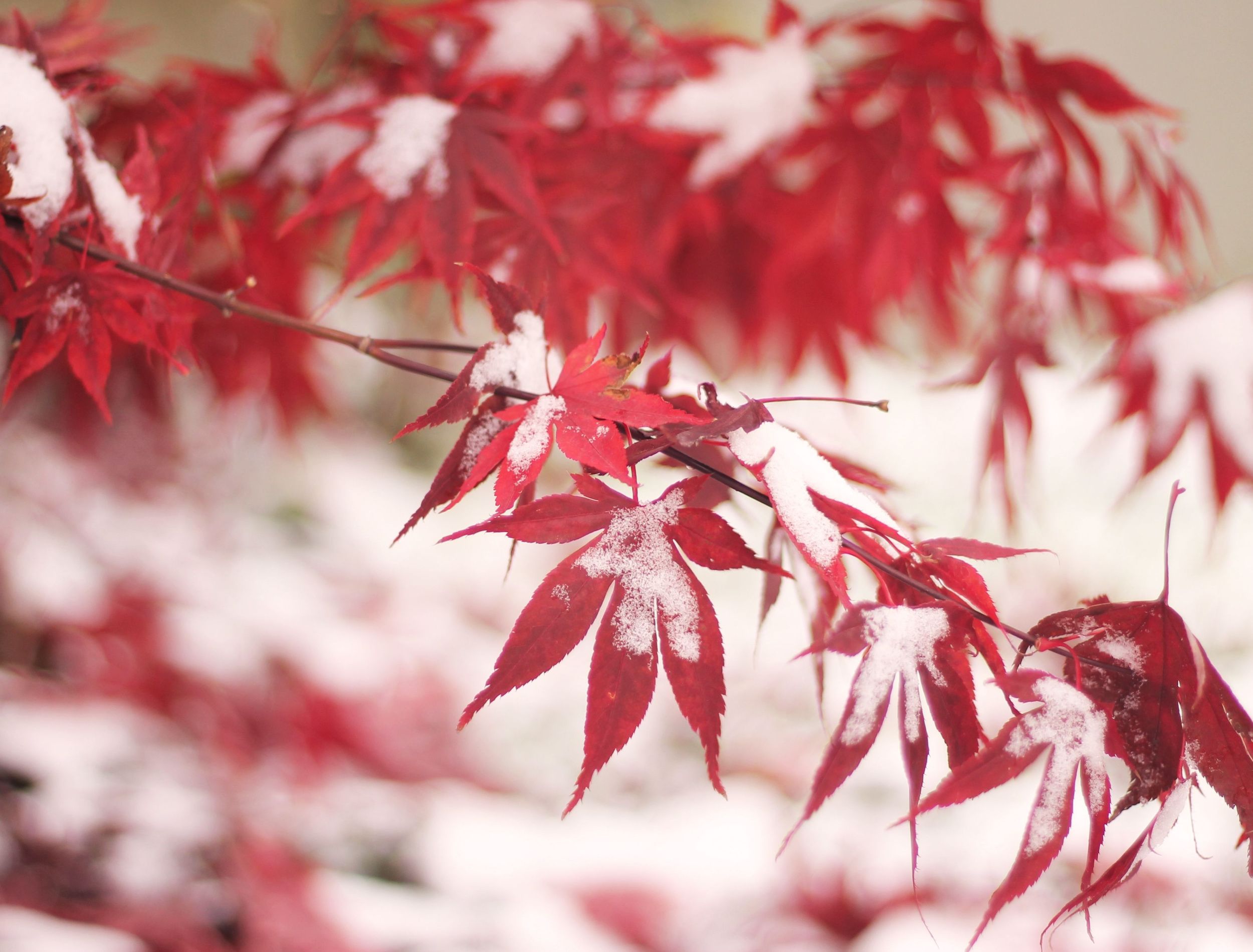 Japanese Maple Winter Care 6 Strategies