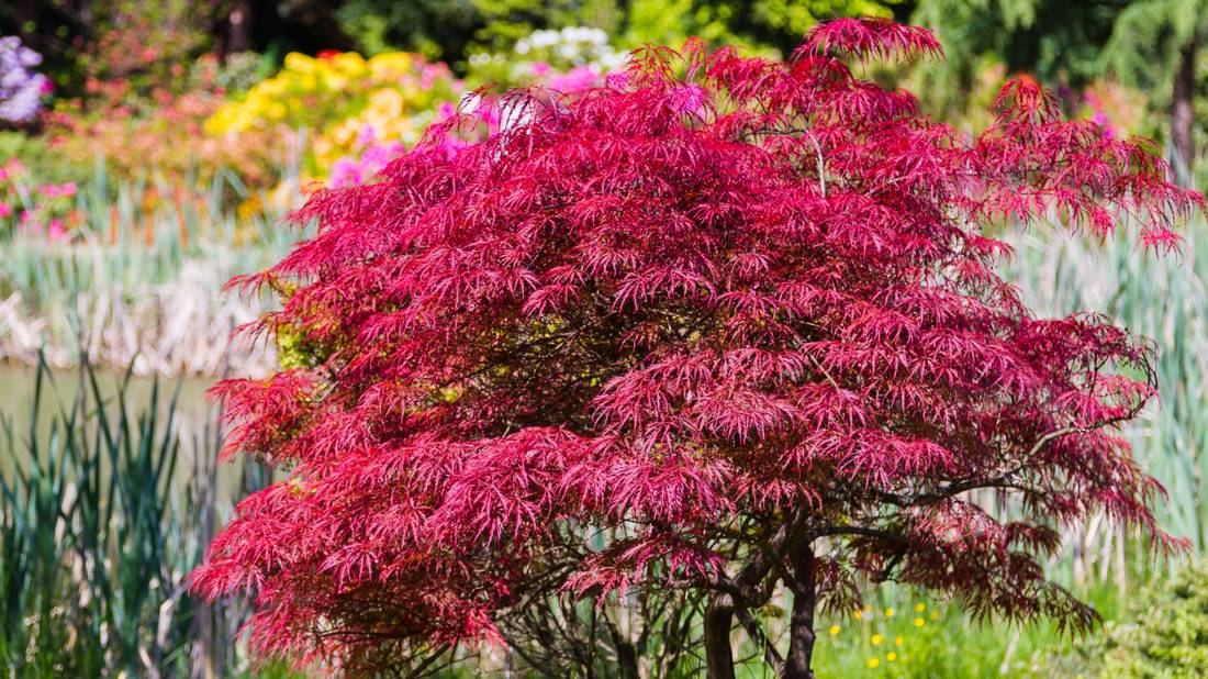 Dwarf Maple Dwarf Japanese Maple Tree Varieties to Grow in a Small Space