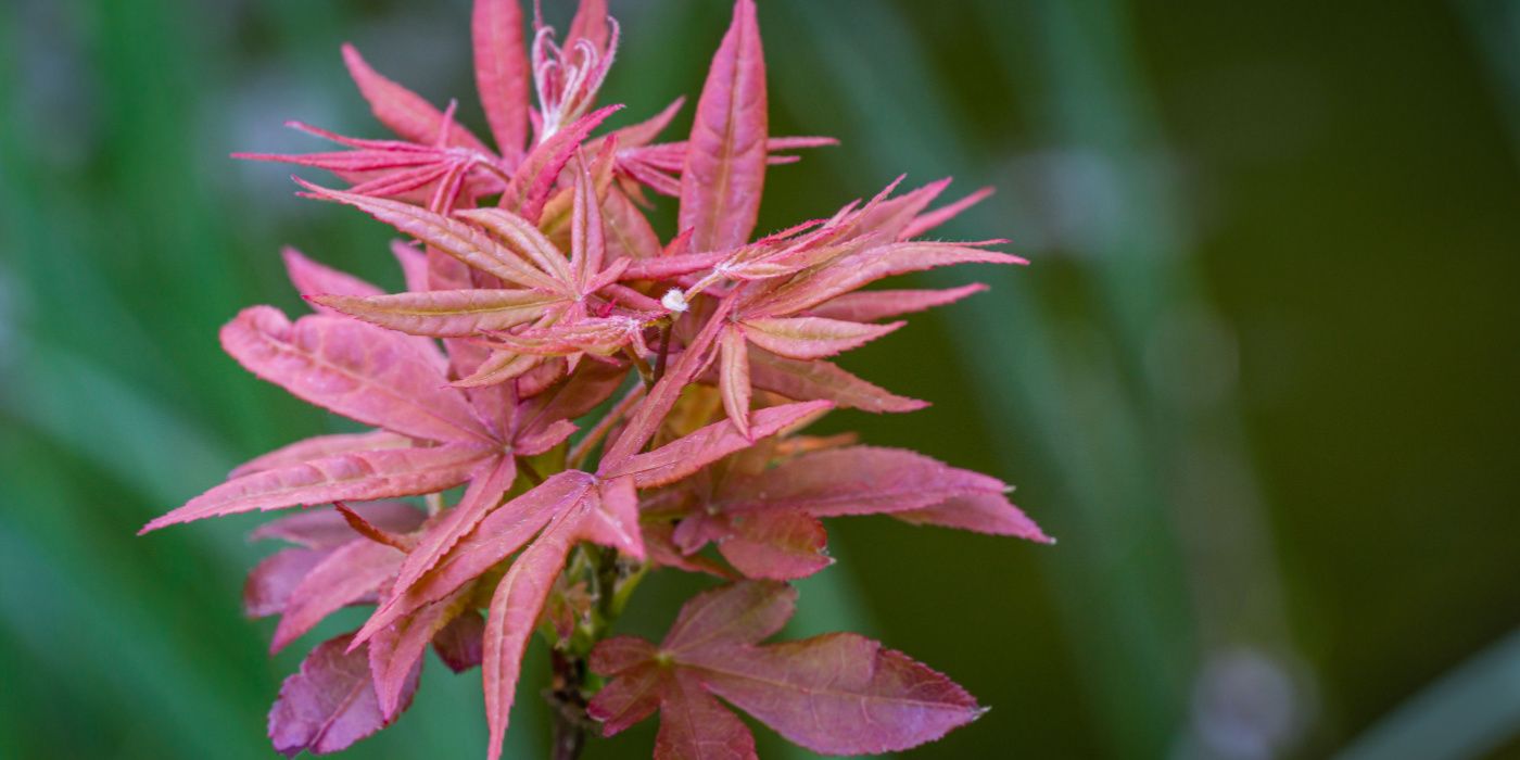 Dwarf Japanese Maple Tree Varieties to Grow in a Small Space