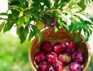 What Is A Japanese Plum Tree At JENENGE Blog