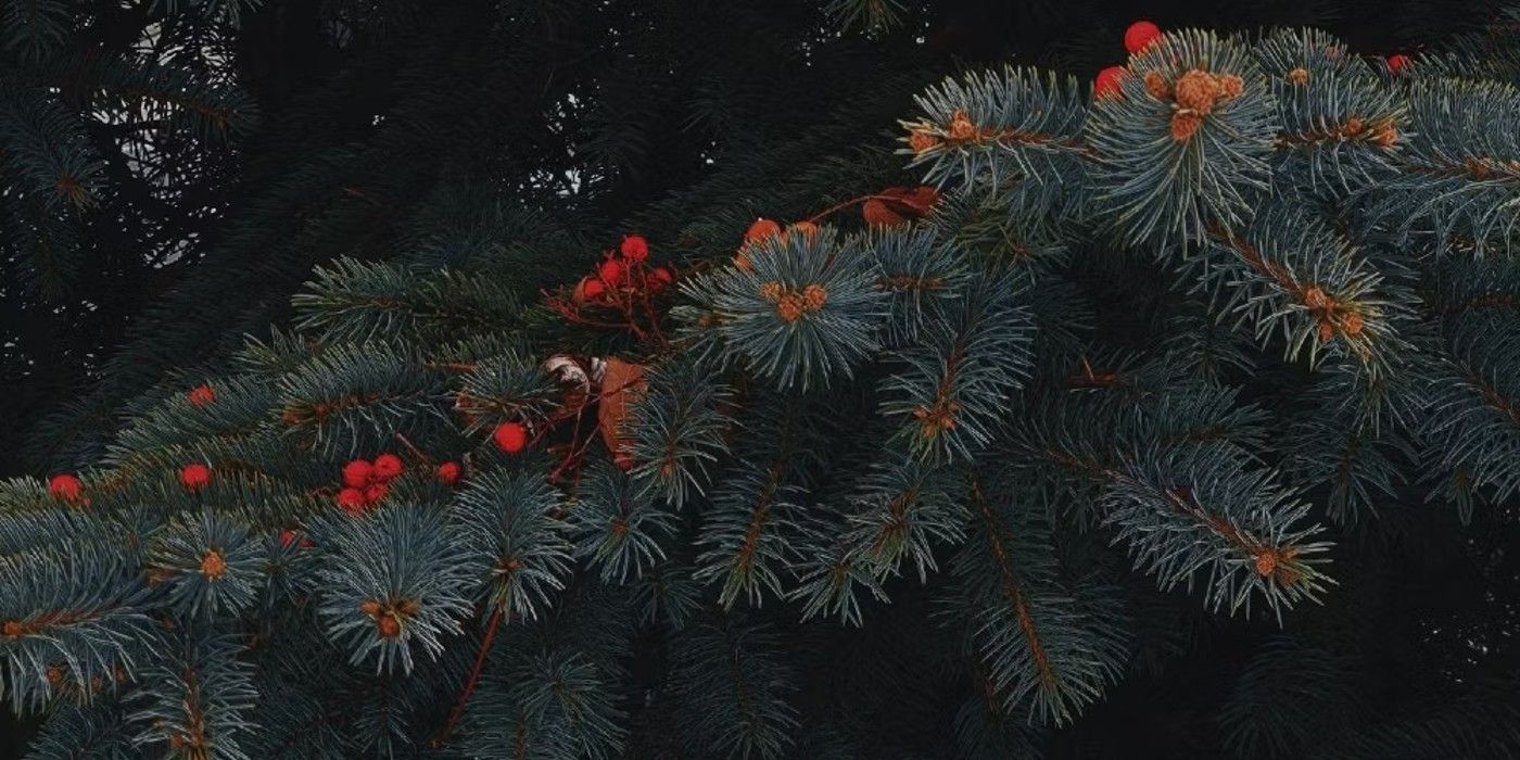 Japanese Yew and red berries