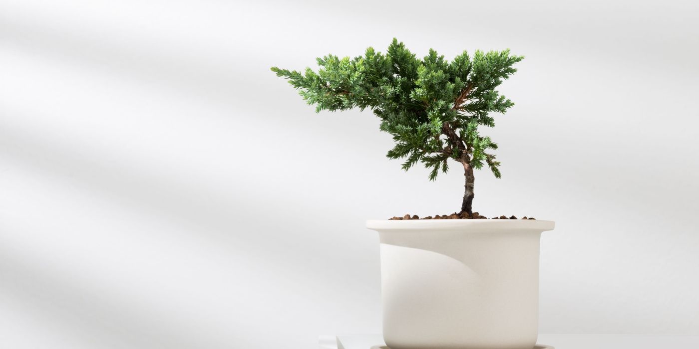 juniper bonsai-1