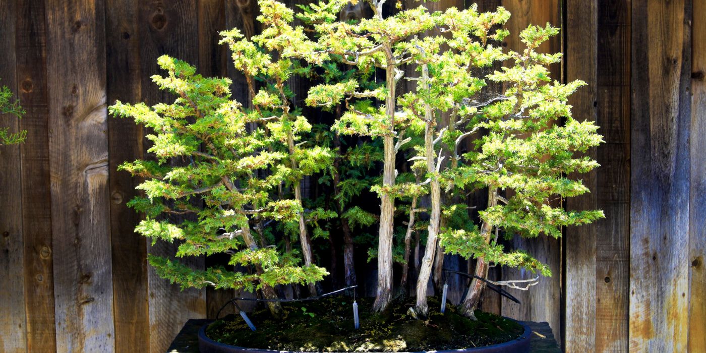 juniper bonsai forest 