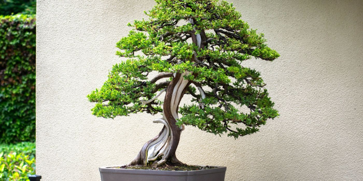 juniper bonsai tree-1