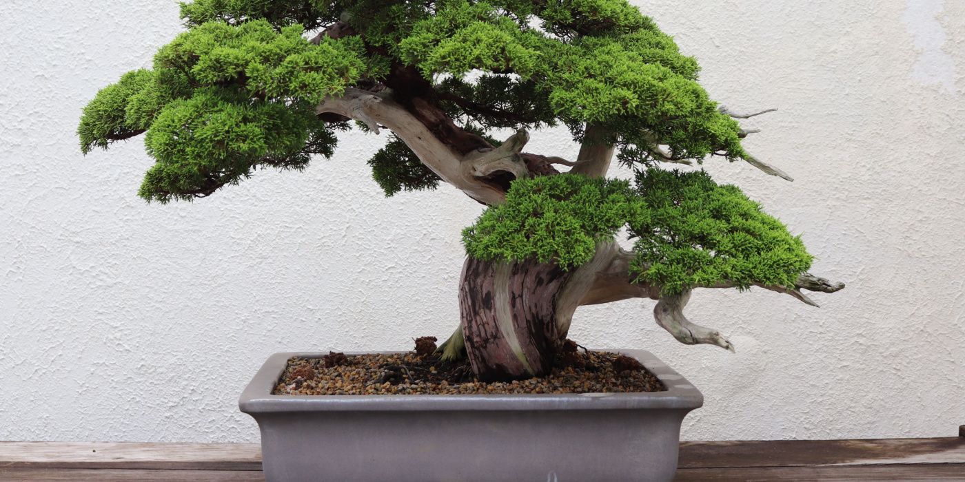 juniper bonsai tree in need of repotting 