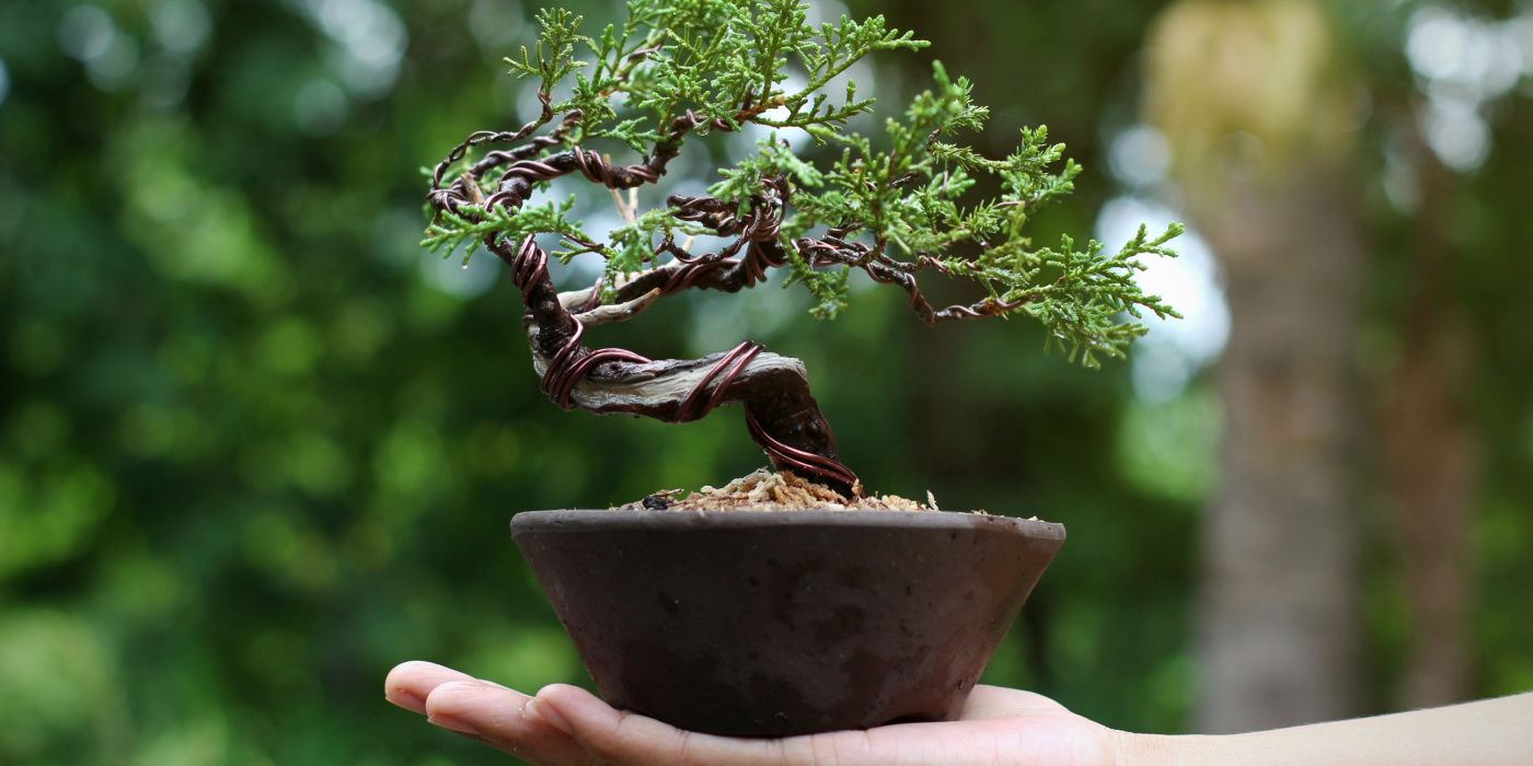juniper bonsai tree wired 