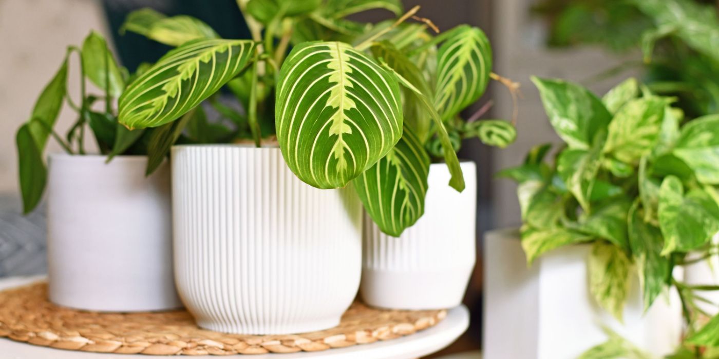 Add Prayer Plants To Your Houseplant Collection