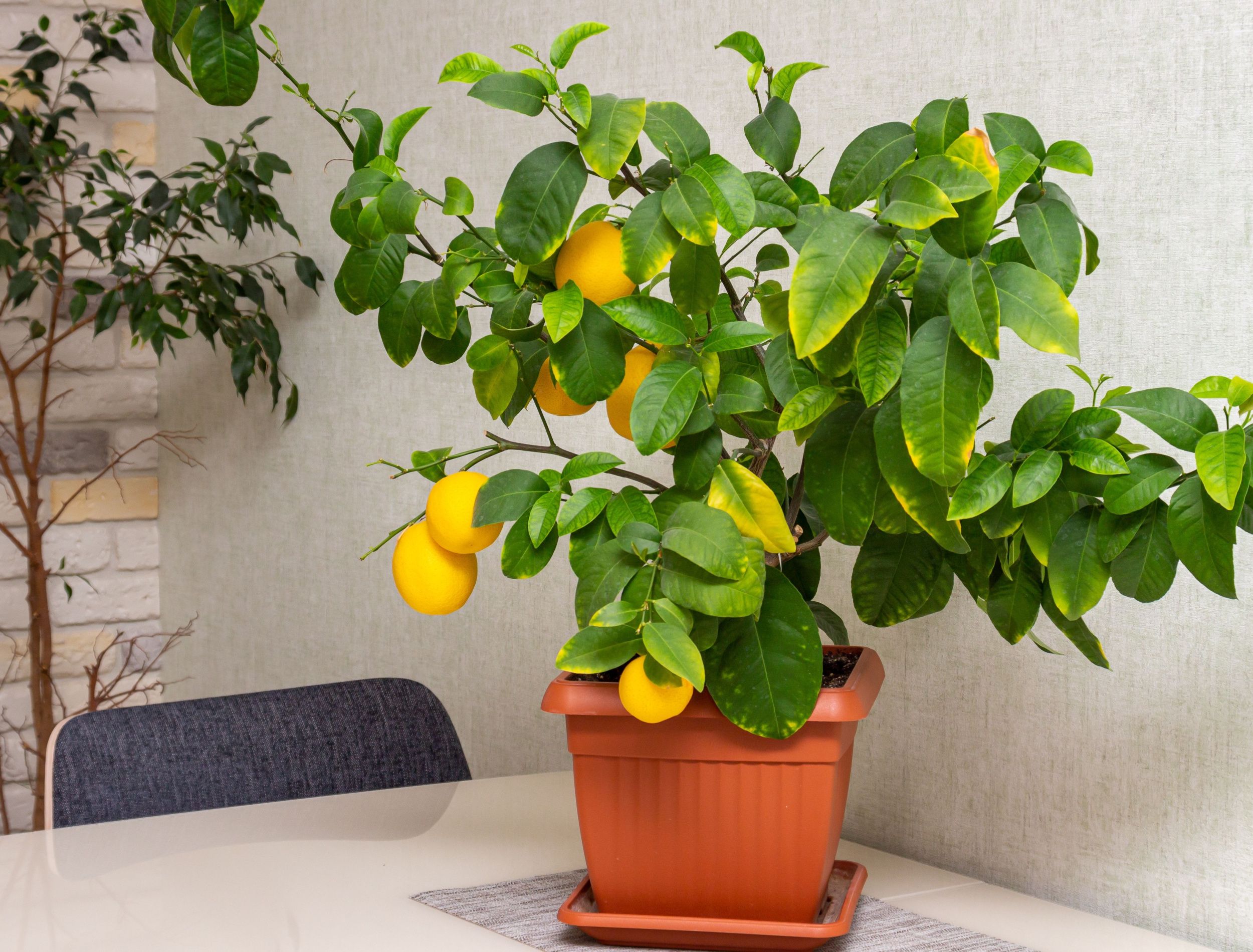 Why Your Lemon Tree Leaves Are Turning Yellow