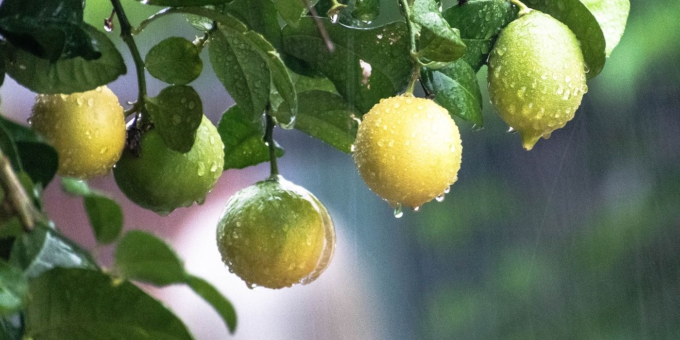 Pruning Your Lemon Tree 101