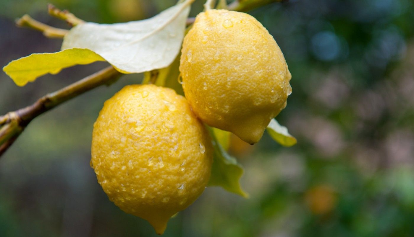 Why Your Lemon Tree Leaves Are Turning Yellow