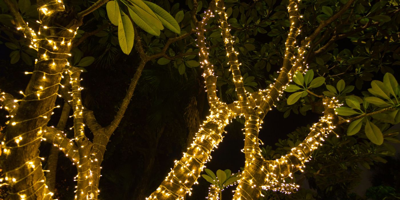Wrapping Your Trees With Outdoor Lights How to Get It Right