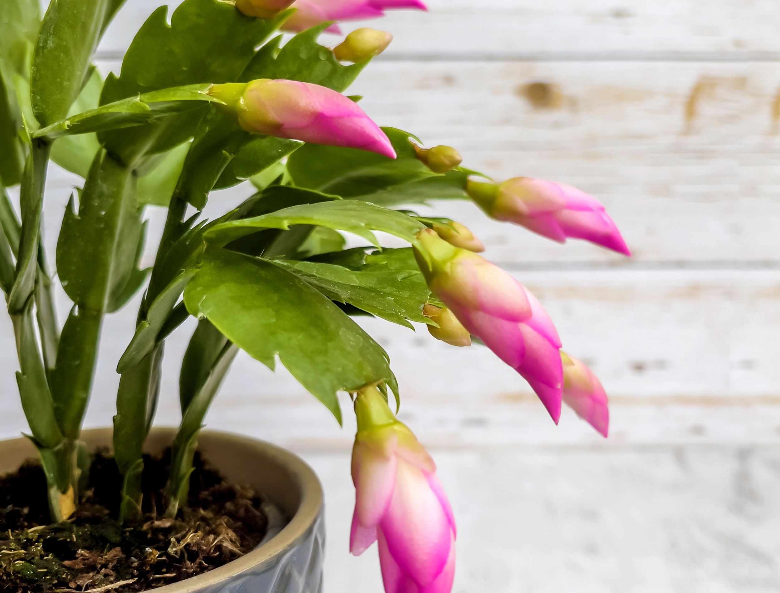 Limp Christmas Cactus: Why It's Happening and The Easy Ways to Fix It